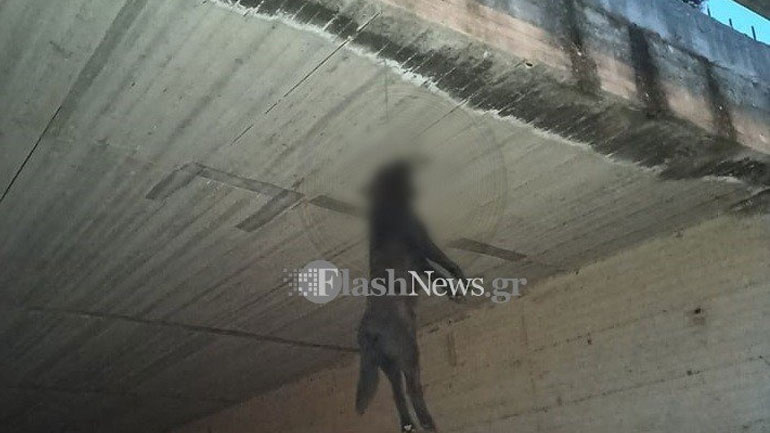 Φρίκη στα Χανιά: Κρέμασαν σκύλο από γέφυρα Φρίκη στα Χανιά: Κρέμασαν σκύλο από γέφυρα