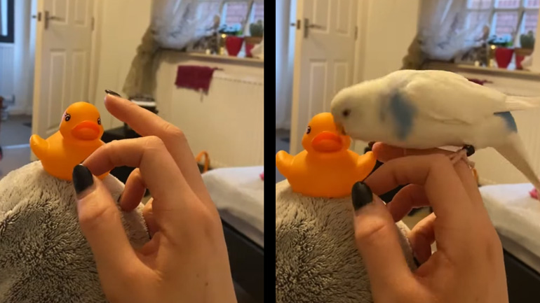 Το ζηλιάρικο παπαγαλάκι Το ζηλιάρικο παπαγαλάκι