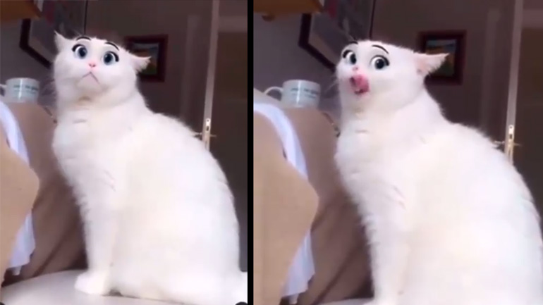 Η γάτα με το φίλτρο