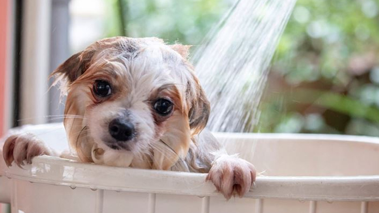 Πώς να επιλέξουμε το κατάλληλο σαμπουάν για το σκυλάκι μας