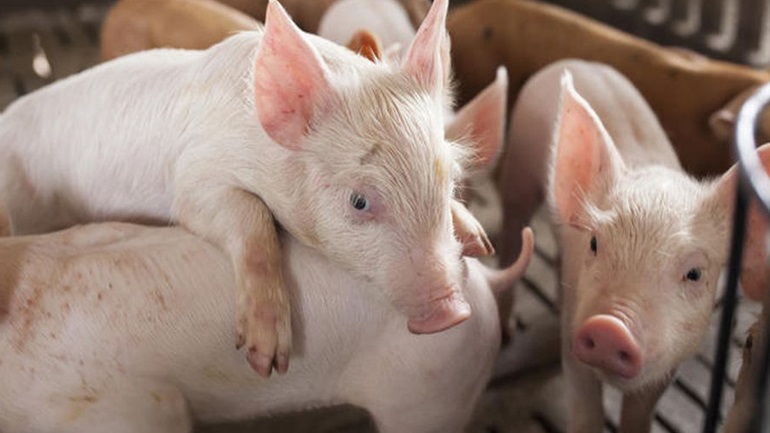 Ερευνητές έμαθαν σε γουρούνια να παίζουν βιντεοπαιχνίδια με τη μουσούδα τους