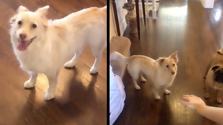 Κωφή σκυλίτσα μαθαίνει πως θα βγει βόλτα