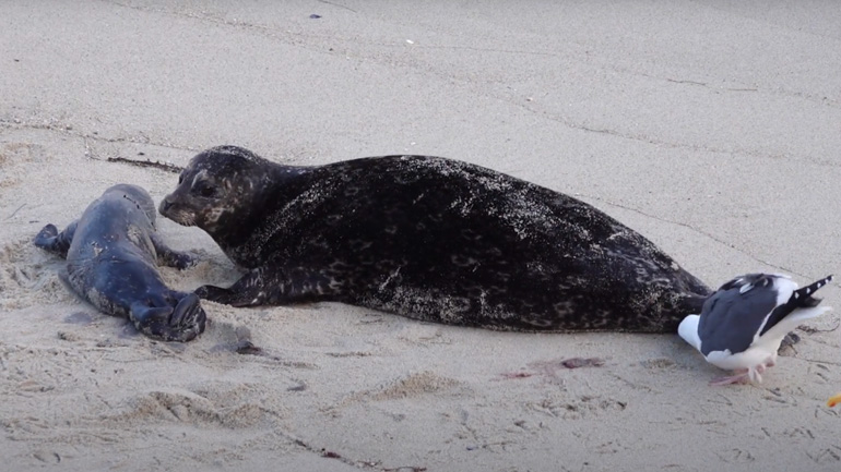 Γλάρος παρακολουθεί τη γέννηση μιας φώκιας