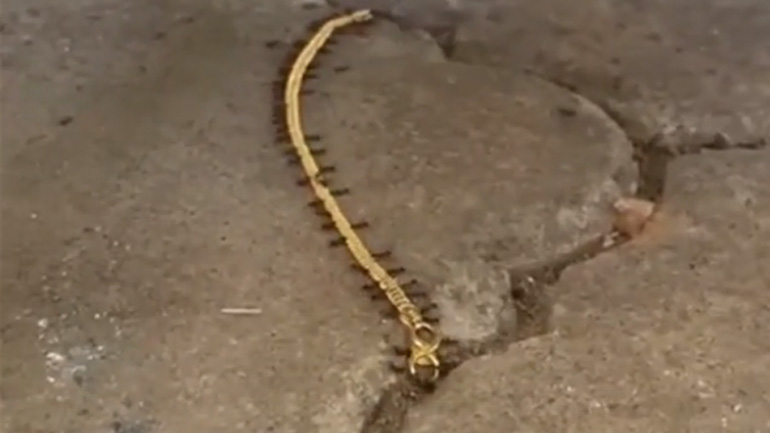 Μυρμήγκια κλέβουν ένα χρυσό κολιέ