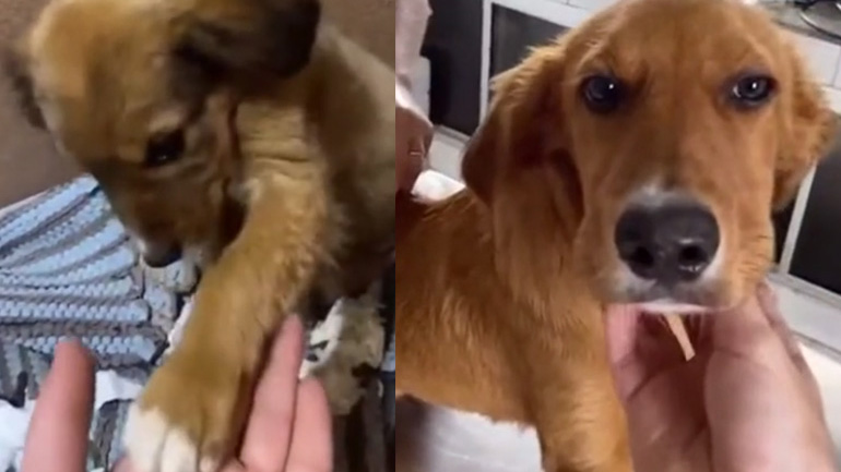 Η ιστορία ενός αδέσποτου κουταβιού που υιοθετήθηκε