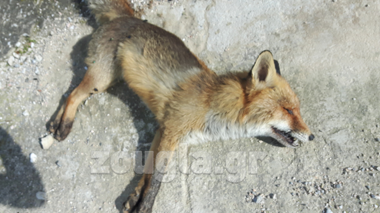 Δικογραφία για τις μαζικές δηλητηριάσεις στους Αγίους Αποστόλους – “Θύματα” και είδη της άγριας ζωής