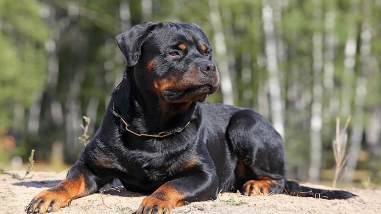 Κοζάνη: Αγωγή κατά της μητέρας του 5χρονου που δέχθηκε θανατηφόρα επίθεση από ροτβάιλερ