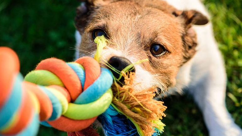To τεστ για να καταλάβετε πόσο έξυπνο είναι το σκυλάκι σας