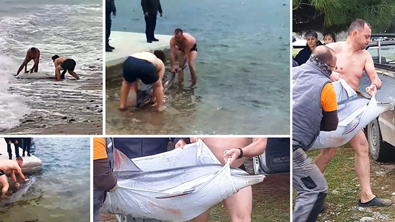 Καβάλα: Συγκινητική επιχείρηση διάσωσης δελφινιού σε παραλία του Δήμου Παγγαίου