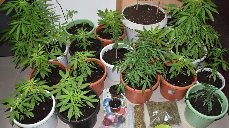 Κεφαλονιά: Καλλιεργούσε κάνναβη σε γλάστρες και συνελήφθη