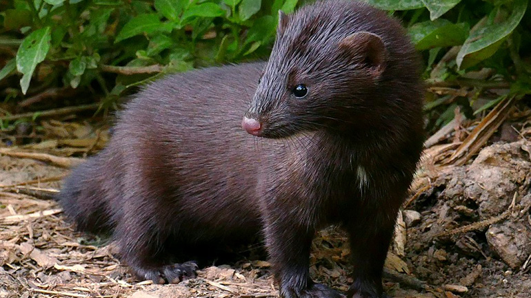 Πολωνία: Εντοπίστηκε σε εκτροφείο βιζόν ένα στέλεχος του κορωνοϊού που μπορεί να μεταδοθεί σε ανθρώπους