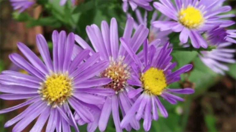 Η φωτογραφία ενός μοβ λουλουδιού με την ασυνήθιστη επισκεψιμότητα