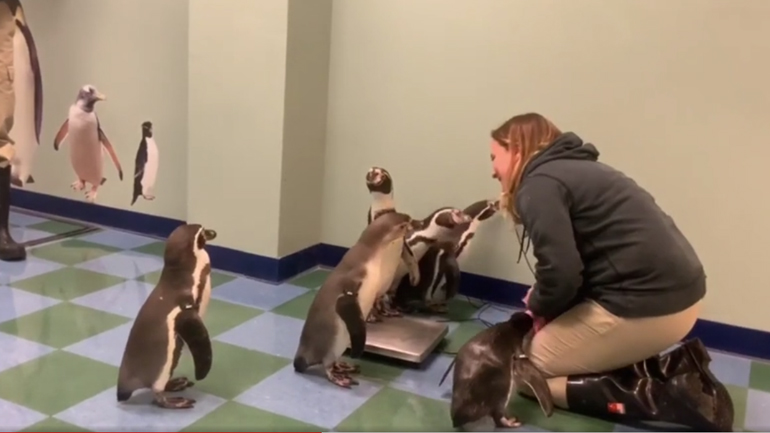 Πιγκουίνοι ζυγίζονται σε ζωολογικό κήπο 