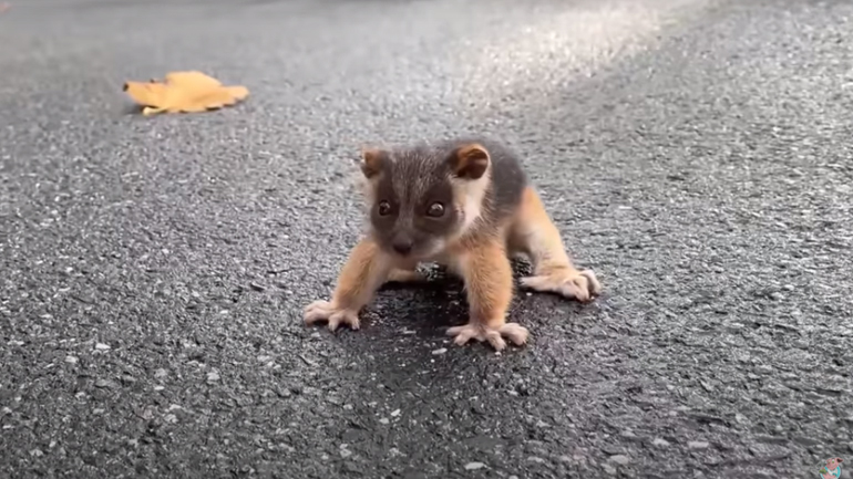 Μωρό οπόσουμ επιτίθεται σε μια καρακάξα και έναν άνδρα