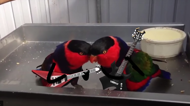 Μέταλ παπαγαλάκια