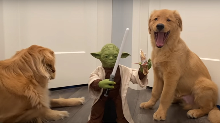 O Yoda εναντίον δύο σκύλων