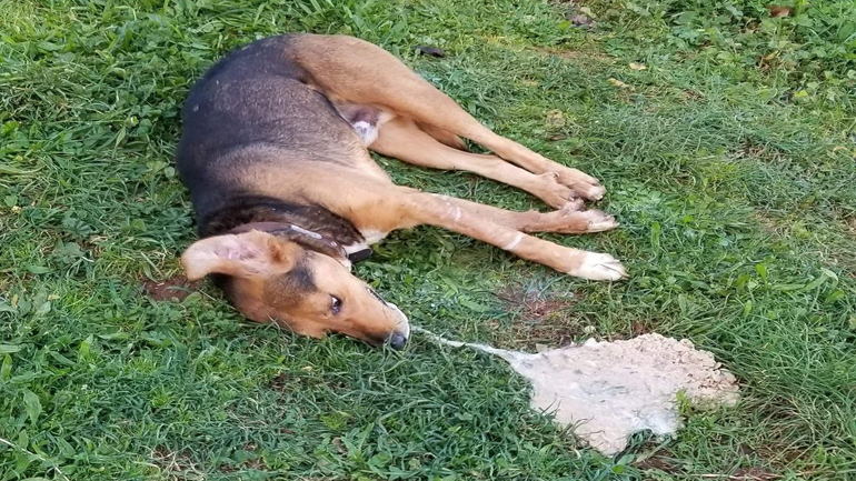 Μπαράζ δηλητηριάσεων με φόλες στην περιοχή του Αυλώνα – Πολλά νεκρά ζώα