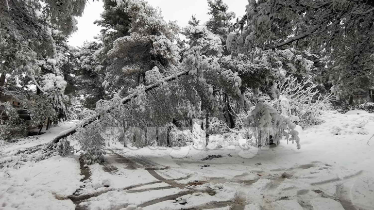 Πτώσεις δέντρων σε καλώδια της ΔΕΗ στον Διόνυσο – Προβλήματα ηλεκτροδότησης