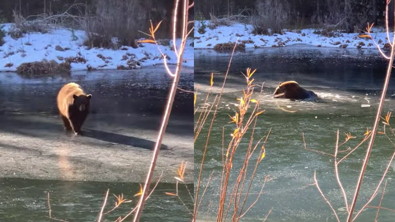 Aρκούδα εγκλωβίζεται σε παγωμένη λίμνη