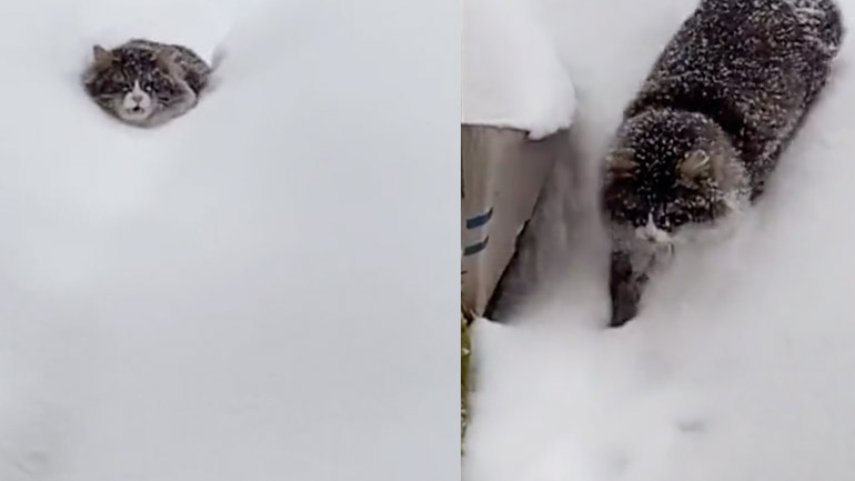 Γάτος διασχίζει το πυκνό χιόνι