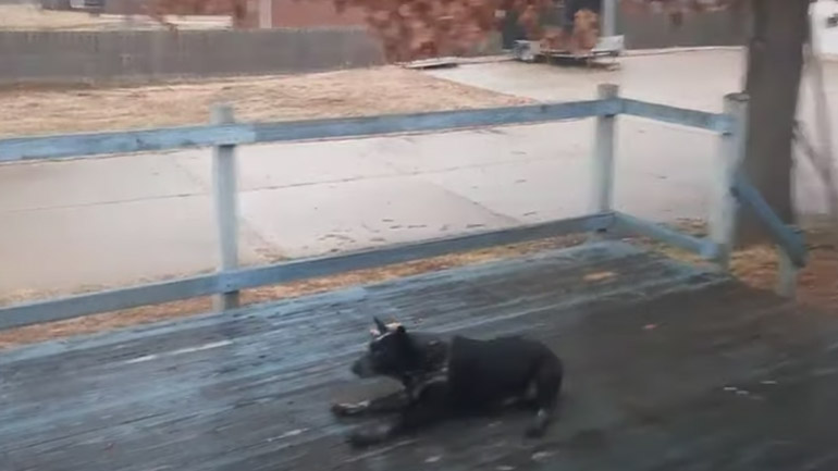 Σκύλος σε βρεγμένη βεράντα