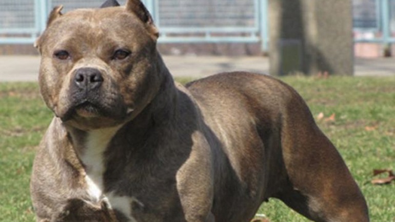 Πάτρα: Πήγε να μετρήσει το ρεύμα και ο σκύλος τον έστειλε στο νοσοκομείο