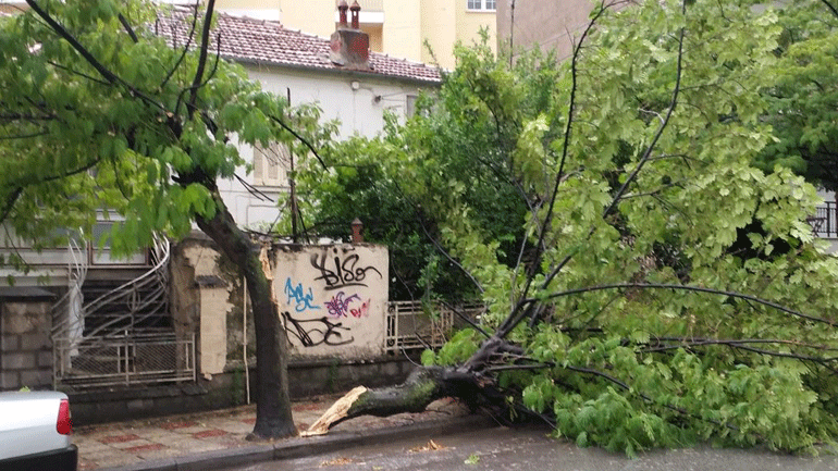 Δέντρο έπεσε πάνω σε οχήματα στην οδό Αμύντα στο Παγκράτι
