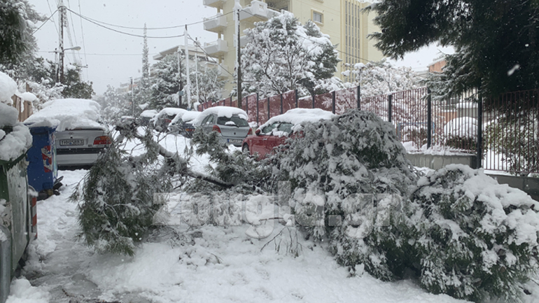 Πτώση δέντρου στην οδό Αιτωλίας στην Αγία Παρασκευή