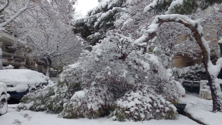Πυροσβεστική: 1.118 κλήσεις για κοπές δέντρων στην Αττική