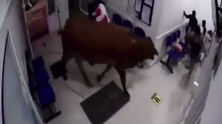 Aγελάδα μπαίνει στην αίθουσα αναμονής ενός νοσοκομείου (Κολομβία)