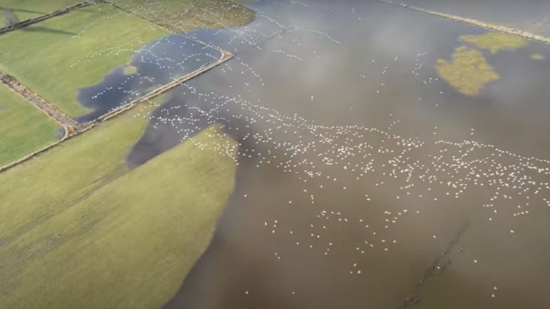 Drone καταγράφει ένα σμήνος από χήνες