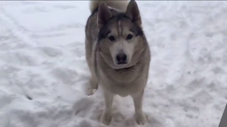 Ο σκύλος αρνείται να μπει μέσα στο σπίτι
