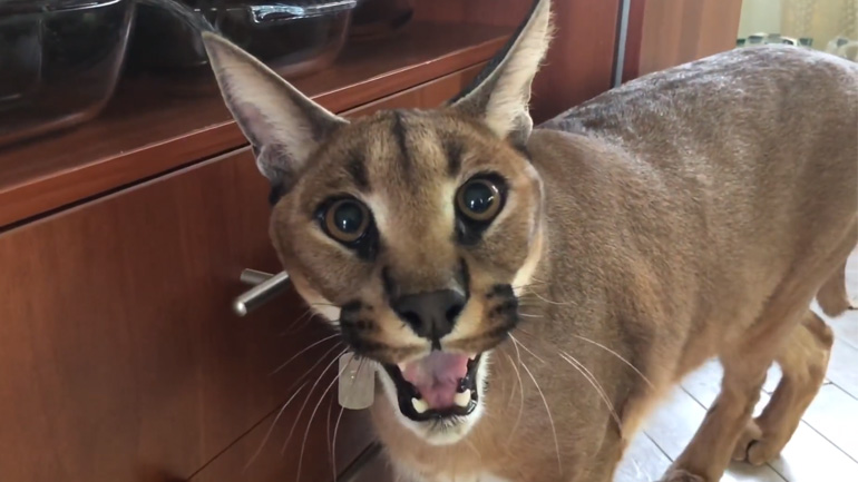 To καρακάλ αντιπαθεί τις κάμερες