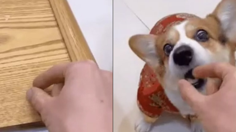 Σκύλος νευριάζει στον ιδιοκτήτη του 