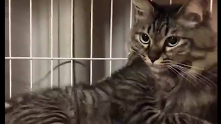 Γατάκι με καμουφλάζ Γατάκι με καμουφλάζ