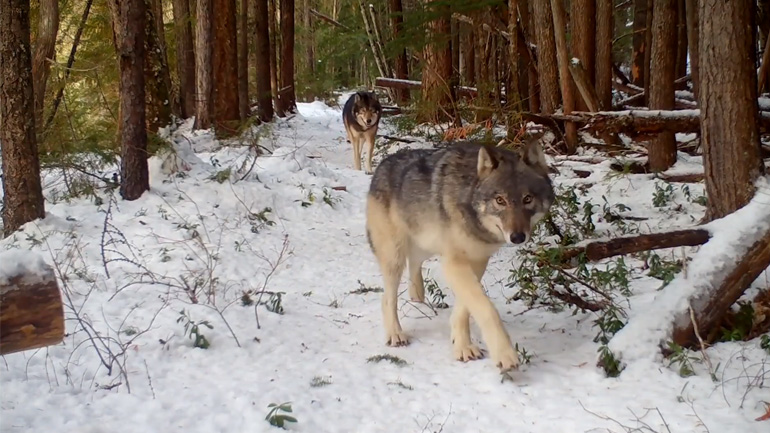 Καταγράφοντας άγρια ζώα με κρυφές κάμερες