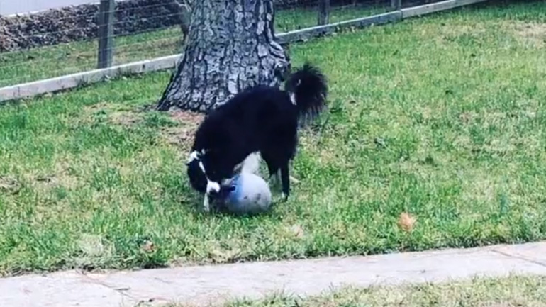 Μπάλα με σχοινί Μπάλα με σχοινί