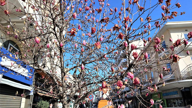 Λάρισα: Ο χιονιάς έκαψε τις ανθισμένες μανόλιες