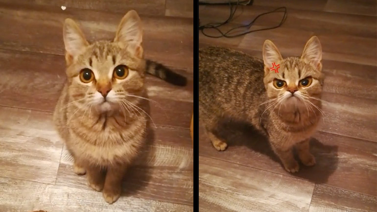 Η γάτα με το θυμωμένο φίλτρο Η γάτα με το θυμωμένο φίλτρο