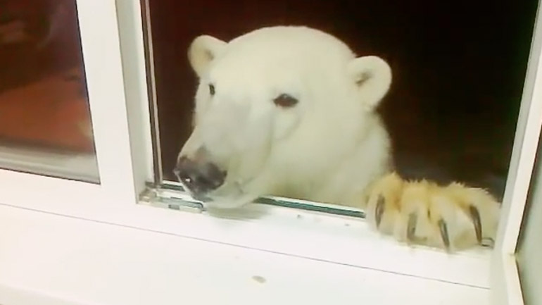 Άνδρες ταΐζουν πολική αρκούδα από το παράθυρο του σπιτιού τους