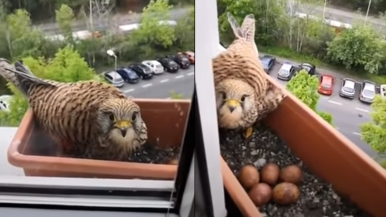 Γερακίνα φτιάχνει φωλιά σε μια γλάστρα