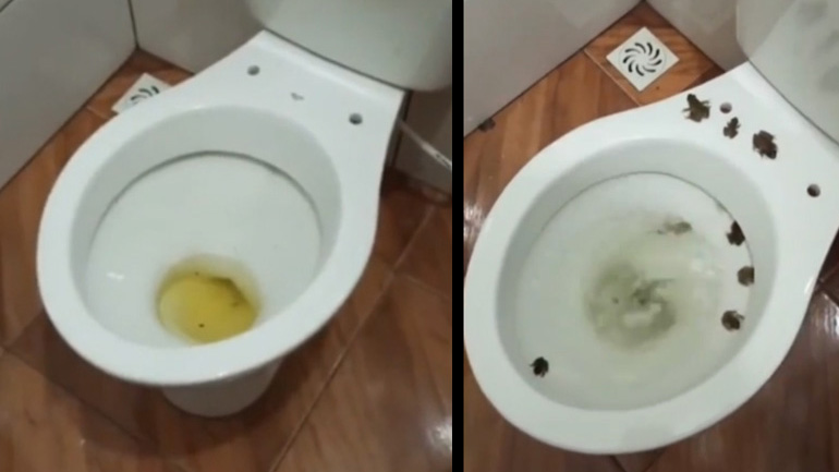 Άνδρας βρήκε μια έκπληξη μόλις πάτησε το καζανάκι