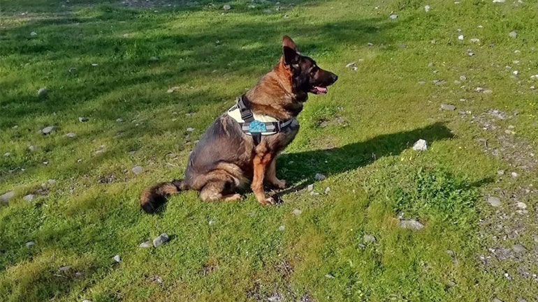 Έγκλημα στο Τυμπάκι: Ασυνείδητος δηλητηρίασε 25 σκύλους