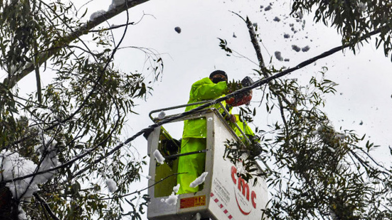 Πριν το δέντρο κόψει το ρεύμα…