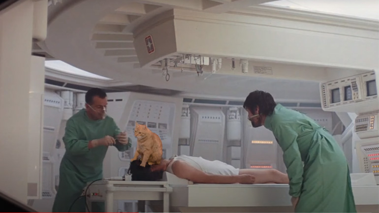 «Purrfect Day»: Mashup με μια γάτα