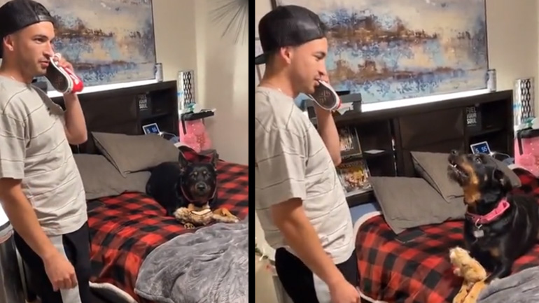 O σκύλος που μισεί τον κτηνίατρο