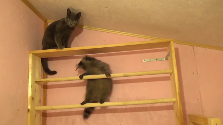 Όταν το ρακούν φτάνει τη γάτα