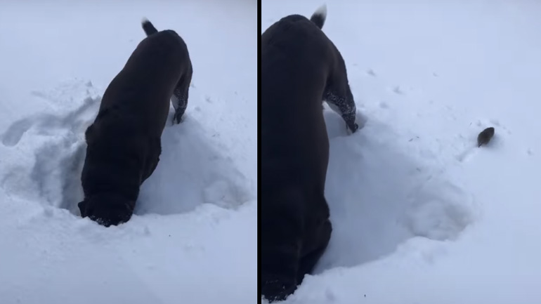 Σκύλος vs αρουραίος