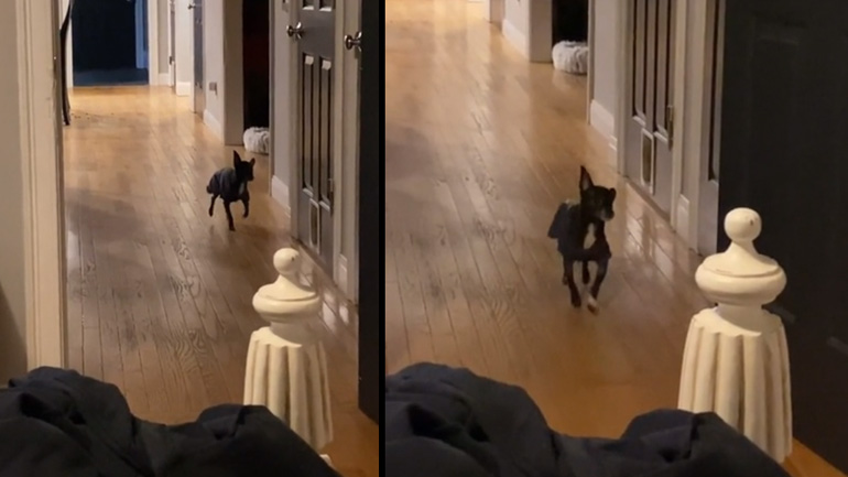 Τσιουάουα πιστεύει ότι είναι άλογο