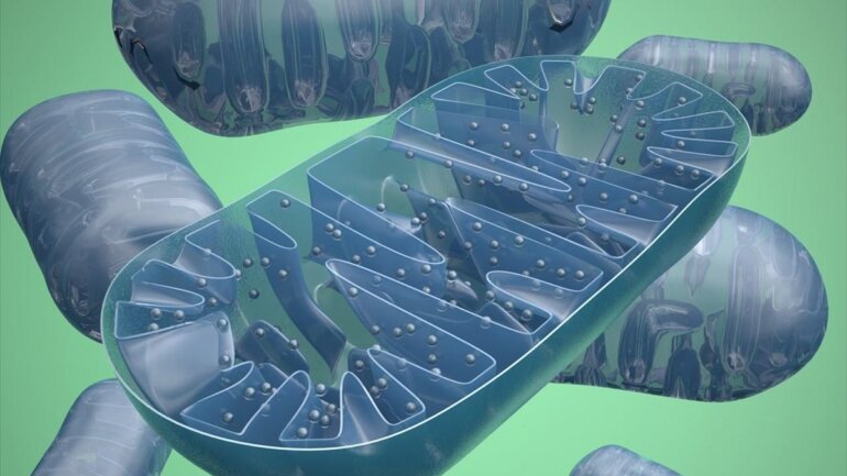 Η μιτοχονδριακή λειτουργία παίζει σημαντικό ρόλο σε σοβαρές ασθένειες